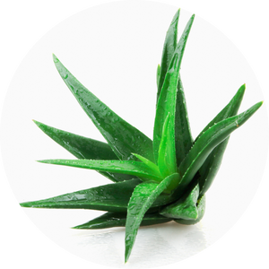 Aloe vera
