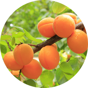 Apricot