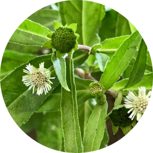 Bhringraj