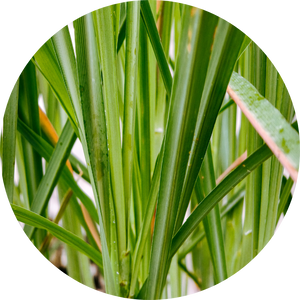 Lemongrass