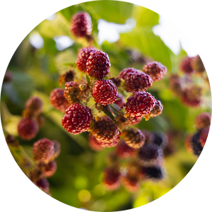 Mulberry