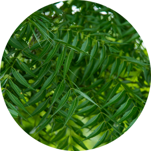Neem Oil