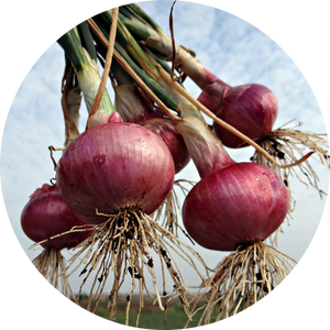 Onion