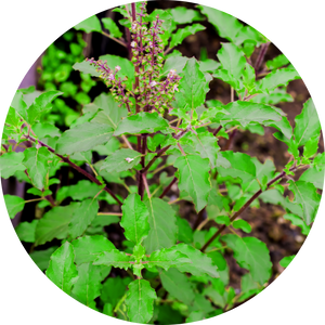 Tulsi