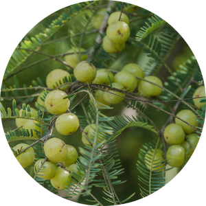 Amla